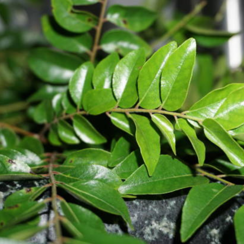 untitled design (19)